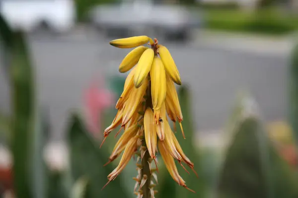 Λουλούδι Αλόης Όμορφα Κίτρινα Λουλούδια Αλόης Βέρα Ανθίζουν Κίτρινο Της — Φωτογραφία Αρχείου