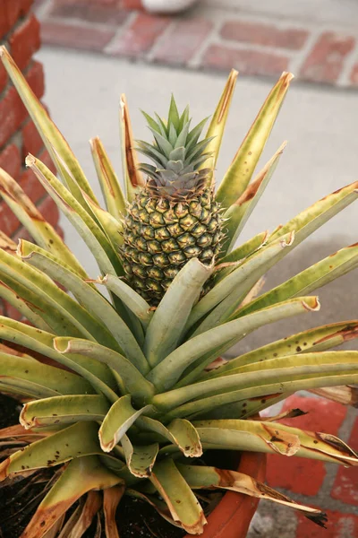 Een Ananas Home Grown Ananas Ananas Groeit Een Plantenpot Een — Stockfoto