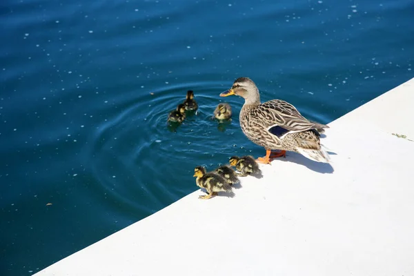 マラード ダック 7匹のハチリングを持つマラード ダック 地元の池でママと一緒に赤ちゃんアヒル 亀の池の岸には7羽のアヒルがいる 野生のアヒルの生活 — ストック写真