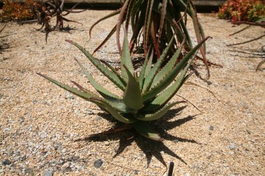 Vera Bitkisi Aloe. Güney Kaliforniya 'da büyüyen Aloe Vera. Aloe Vera, Aloe cinsinin sulu bir bitki türüdür. Yayılmıştır ve bazı alanlarda istilacı bir tür olarak kabul edilir..