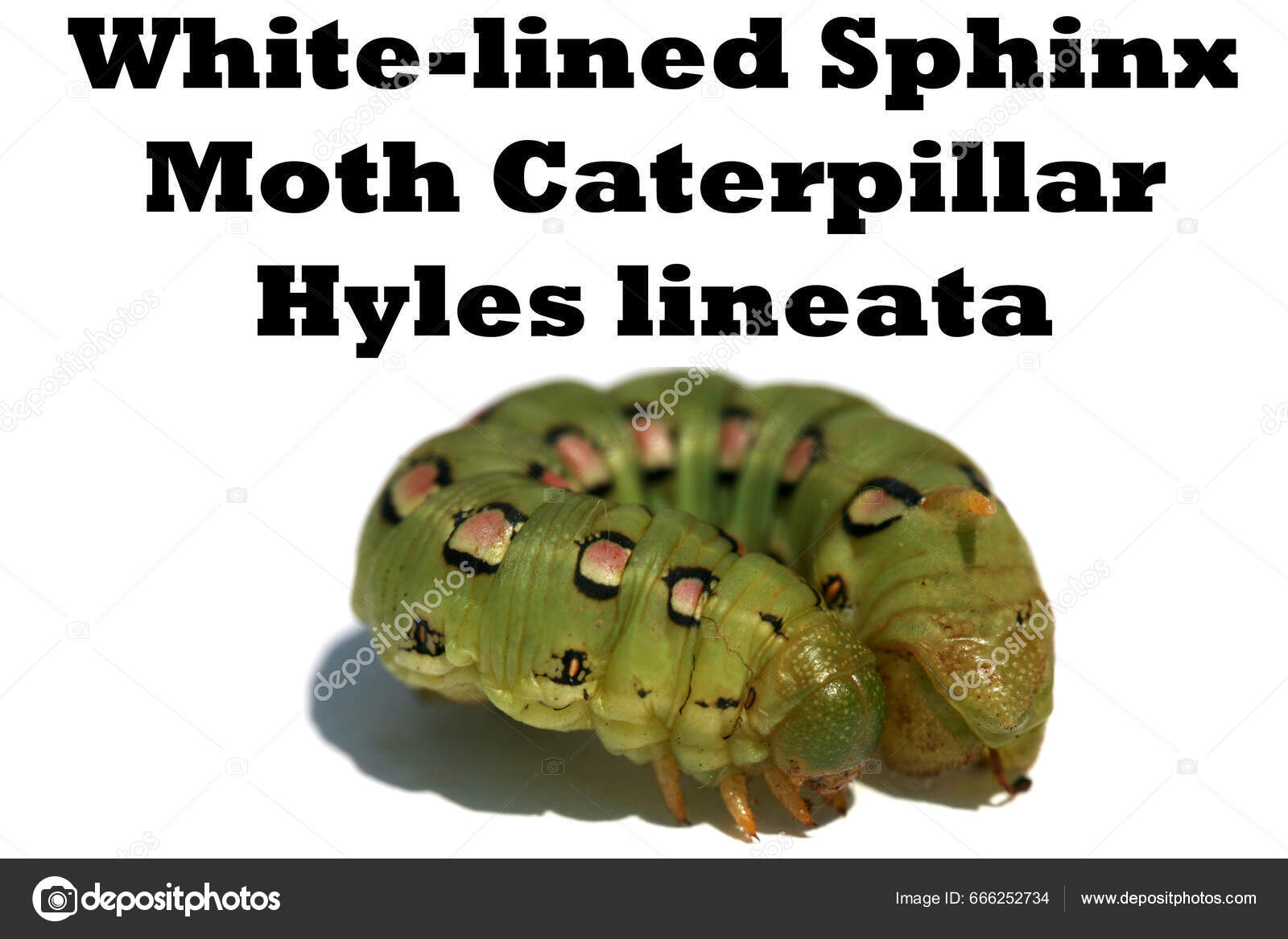 Detailed information on White Lined Sphinx (Hyles lineata)