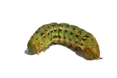 Beyaz Çizgili Sfenks Güvesi Tırtıl. Hyles Lineata. Beyaz çizgili Sfenks güvesi tırtılı, ki bu sinekkuşu güvesi olarak da bilinir. Beyaz çizgili bir sfenks güve tırtılına yaklaş..