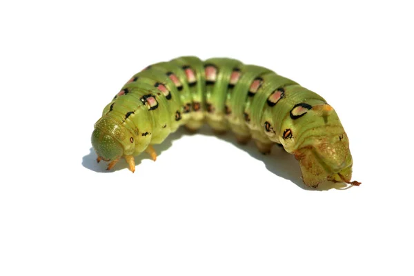 Caterpillar Polilla Esfinge Forrada Blanco Hyles Lineata Oruga Polilla Esfinge —  Fotos de Stock