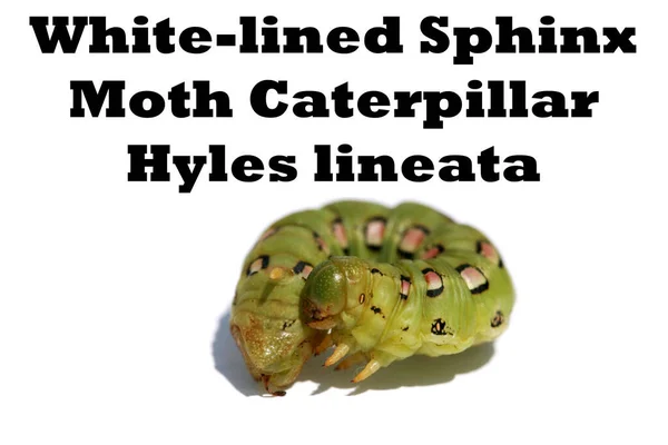 Gąsienica Sfinksa Białego Jestem Hyles Lineata Biała Gąsienica Sphinx Moth — Zdjęcie stockowe
