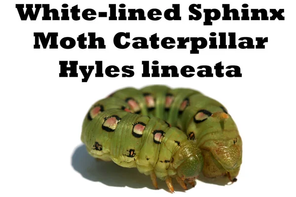 Ulat Ngengat Bergaris Putih Sphinx Hyles Lineata Ulat Sphinx Moth — Stok Foto