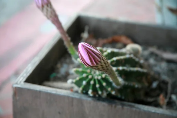 Close Hedgehog Echinopsis Cactus Blooming Purple Flowers Wooden Flower Pot — Stock Photo, Image