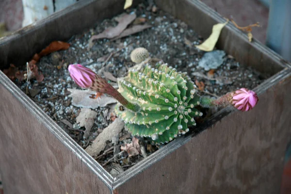 Close Hedgehog Echinopsis Cactus Blooming Purple Flowers Wooden Flower Pot — Stock Photo, Image
