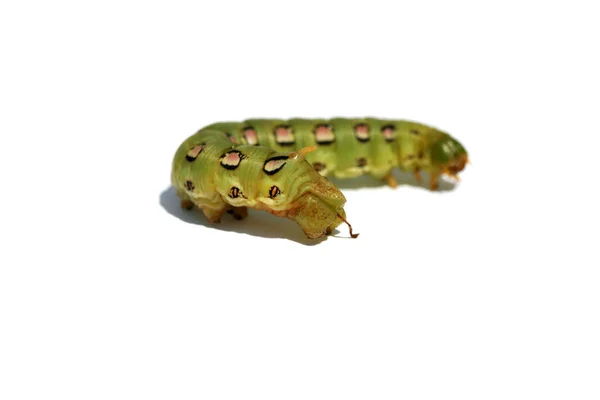 Vit Fodrad Sfinx Moth Caterpillar Vit Bakgrund Hyles Lineata Vitfodrad — Stockfoto