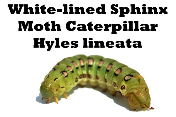 Белая Подкладка Sphinx Moth Caterpillar Hyles Lineata Белом Фоне Белоспинная — стоковое фото