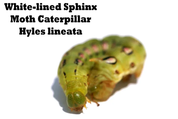 Sphinx Moth Caterpillar Inschrift Mit Weißem Fell Hyles Lineata Auf — Stockfoto