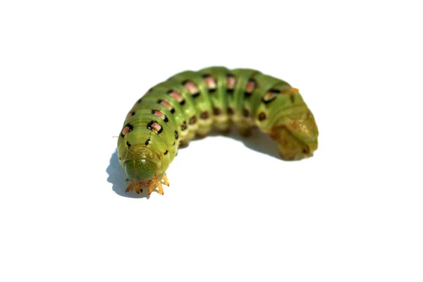 Caterpillar Polilla Esfinge Forrada Blanco Sobre Fondo Blanco Hyles Lineata —  Fotos de Stock
