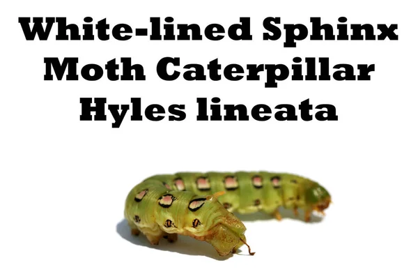 白线狮身人面像蛾毛虫题词白色背景的Hyles Lineata 白内障Sphinx蛾毛毛虫 这就是通常所说的蜂鸟蛾 — 图库照片