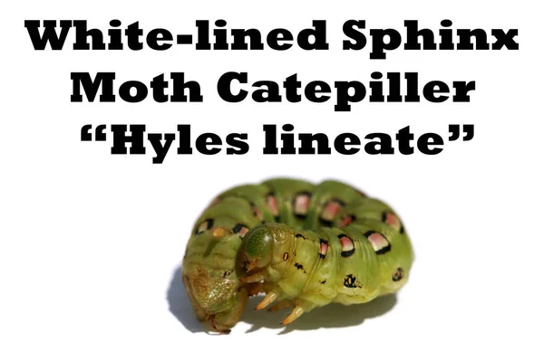 White Lined Sphinx Moth Caterpillar Inscription Hyles Lineata White Background — Stock Photo, Image