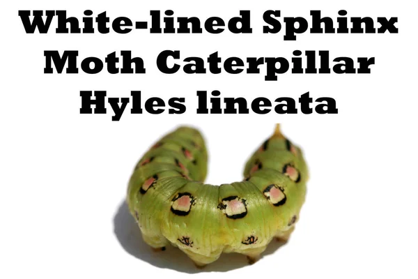 Λευκή Επένδυση Sphinx Moth Caterpillar Επιγραφή Hyles Lineata Λευκό Φόντο — Φωτογραφία Αρχείου
