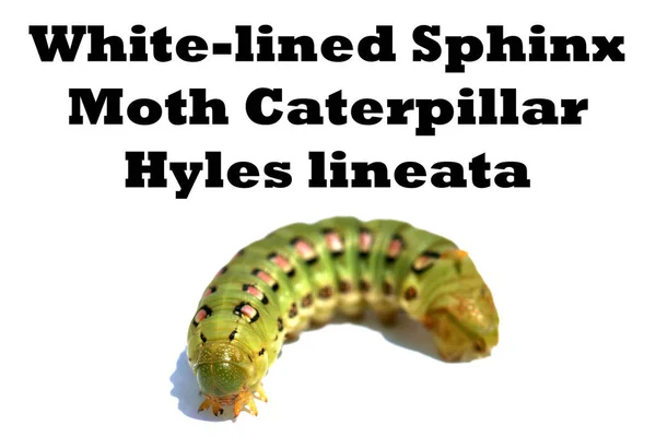 White Lined Sphinx Moth Caterpillar Inscription Hyles Lineata White Background — Stock Photo, Image