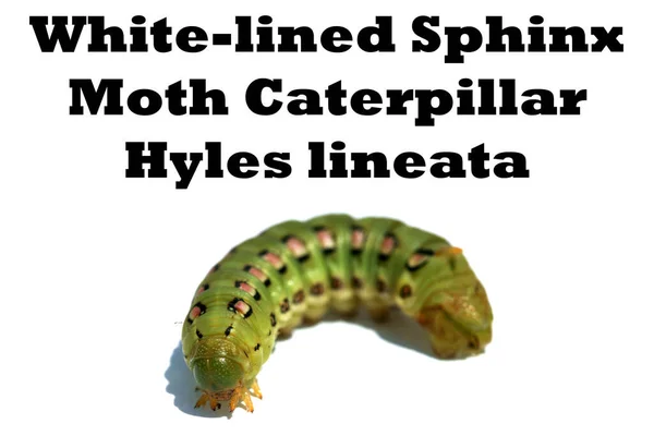Wit Lined Sphinx Caterpillar Inscriptie Hyles Lineata Witte Achtergrond White — Stockfoto