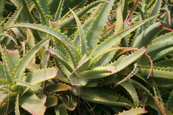 Det Aloe Vera Aloe Vera Växt Aloe Vera Trädgård Aloe — Stockfoto
