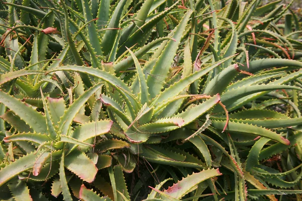 알로에 알로에 정원에서 알로에 Aloe Vera는 화장품의 성분으로 사용됩니다 — 스톡 사진