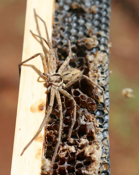 Large Huntsman Spider Cane Spider Members Family Sparassidae — Stock Photo, Image