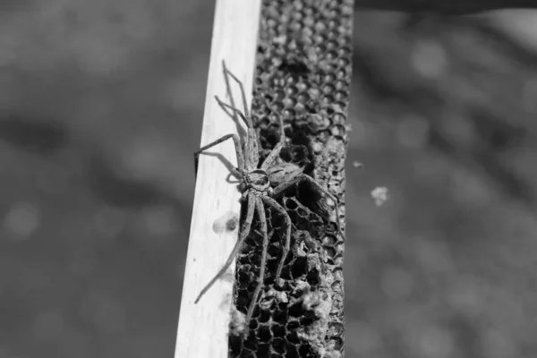 Černobílá Fotografie Velkého Lovčího Pavouka Třtinového Pavouka Členové Čeledi Sparassidae — Stock fotografie