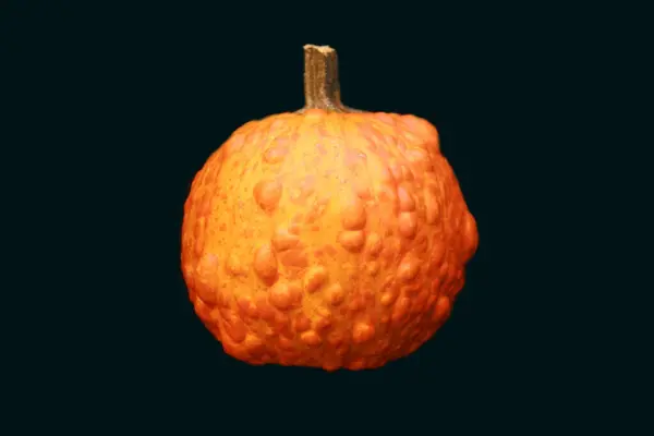 Dýně Knucklehead Dýně Izolované Bílém Halloween Pumpkin Super Úchylák Hybridní — Stock fotografie