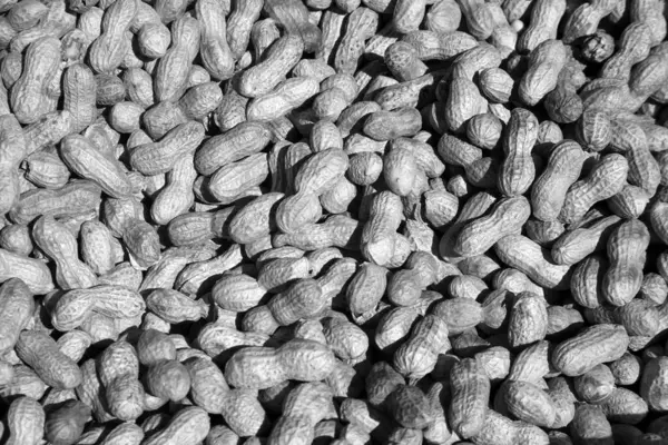 Black White Photo Fresh Roasted Peanuts Sale Farmers Market — Stock Photo, Image