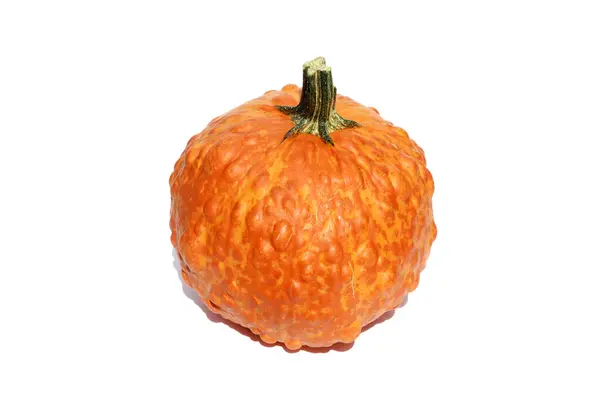 Dýně Knucklehead Dýně Izolované Bílém Halloween Pumpkin Super Úchylák Hybridní — Stock fotografie