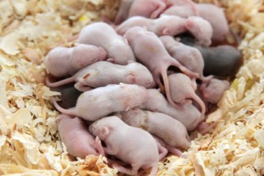 Yavru Fareler. Yeni doğmuş fareler sıcak ve güvende kalmak için tahta talaşı küvetlerinde. Besleyici fareler. Yavru farelerin kaderinde Yılan, Kertenkele ve diğer hayvanlar için yemek olmak var.