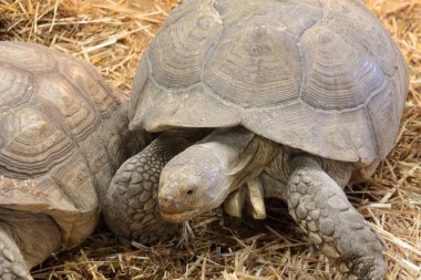 Sulcata Kaplumbağa. Afrika Mahmuzlu Kaplumbağa namı diğer Centrochelys Sulcata 'nın yakın plan portresi. Sulcata Kaplumbağası olarak da bilinir, Afrika 'daki Sahra Çölü' nde yaşar ve en büyük kara kaplumbağa türüdür.. 