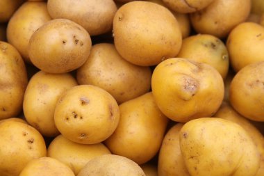 Taze yetişmiş patates. Çiftçi pazarında satılık patatesler. Patates Hasadı Patates Taze çiğ patates. 