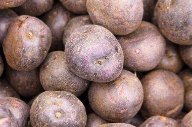 Taze yetişmiş patates. Çiftçi pazarında satılık patatesler. Patates hasadı patatesleri. Taze çiğ patates. Kırmızı Patates. 