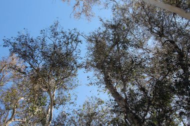 Mavi Gökyüzü. Ağaç tepeleri mavi gökyüzüne doğru büyüyor. Bahar. Yaz. Düş! Kış. Ağacın tepeleri ılık bir bahar gününde rüzgarda sallanır.. 