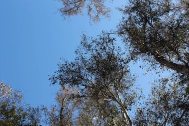 Mavi Gökyüzü. Ağaç tepeleri mavi gökyüzüne doğru büyüyor. Bahar. Yaz. Düş! Kış. Ağacın tepeleri ılık bir bahar gününde rüzgarda sallanır.. 