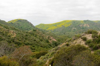 Rolling Hills 'de. Güney Kaliforniya Doğa Koruma Alanı. Orange County California 'daki güzel yeşil tepeler. Dağ sırası. Doğa. Taze yeşil çayırları ve çiçekleri olan tepelerdeki cennet manzarası. 