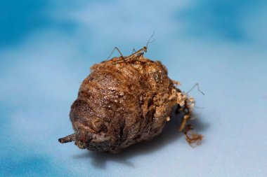 Lake Forest, California - ABD - 19 Haziran 2025: Praying Mantids. Yumurtadan yeni çıkmış bebek Peygamberdeveleri. Peygamber develeri bahçelerde çok faydalıdır çünkü bitkileri öldüren kötü böcekleri avlayıp yerler. Peygamber Devesi Yumurtası. Hiyerodula transcaucasica. 