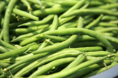 Fasulye tarlası. Tarlada ya da tarlada yetişen yeşil fasulyeler. Yeşil fasulye fidanlığı. Geniş fasulyeler bir çiftçinin tarlasında yetişir. Bahçedeki zengin fasulye hasadı. Parlak yeşil fasulye tohumu alacakaranlık gökyüzünün altında ufka doğru uzanıyor.. 