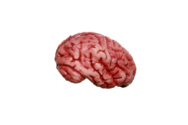 İnsan beyni. Beyazda izole edilmiş. Mesajın için yeri olan bir insan beyni. İnsan beyni anatomik modeli. İnsan beyni, laboratuvar ve deneyler. Araştırmacı insan beynini inceliyor. Bir araştırmacı insan beynini tutuyor, nöroanatomiyi laboratuvarda gösteriyor.. 