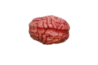 İnsan beyni. Beyazda izole edilmiş. Mesajın için yeri olan bir insan beyni. İnsan beyni anatomik modeli. İnsan beyni, laboratuvar ve deneyler. Araştırmacı insan beynini inceliyor. Bir araştırmacı insan beynini tutuyor, nöroanatomiyi laboratuvarda gösteriyor.. 