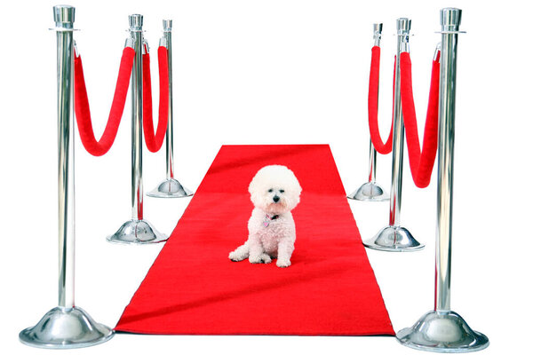 Голливудский красный ковёр. Джоли, собака породы бишон Фриз, отдыхает на своем красном карпете HOLLYWOOD, в то время как она ждет своего Папараззи, чтобы сфотографироваться после премьеры ее последнего фильма. Кинозвезда. Звезда собаки. Всемирно известный. Отпразднуй. Весело. Happy Dog. 