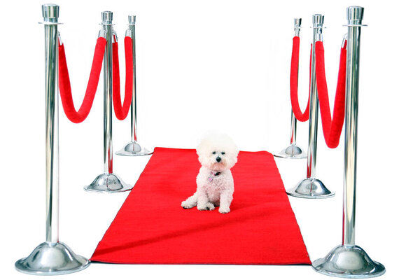 Голливудский красный ковёр. Джоли, собака породы бишон Фриз, отдыхает на своем красном карпете HOLLYWOOD, в то время как она ждет своего Папараззи, чтобы сфотографироваться после премьеры ее последнего фильма. Кинозвезда. Звезда собаки. Всемирно известный. Отпразднуй. Весело. Happy Dog. 