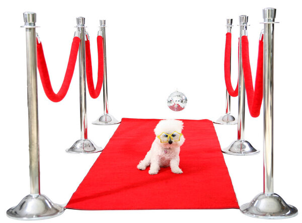 Голливудский красный ковёр. Джоли, собака породы бишон Фриз, отдыхает на своем красном карпете HOLLYWOOD, в то время как она ждет своего Папараззи, чтобы сфотографироваться после премьеры ее последнего фильма. Кинозвезда. Звезда собаки. Всемирно известный. Отпразднуй. Весело. Happy Dog. 