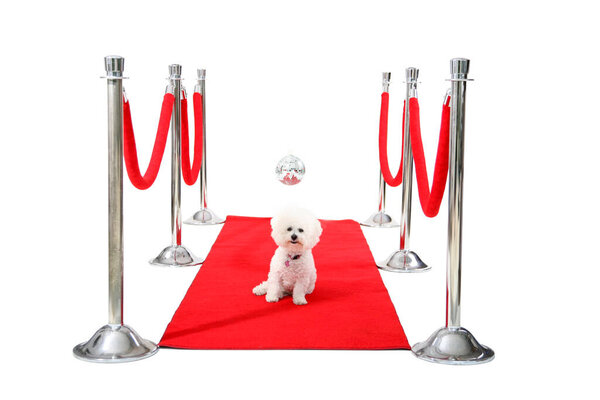 Голливудский красный ковёр. Джоли, собака породы бишон Фриз, отдыхает на своем красном карпете HOLLYWOOD, в то время как она ждет своего Папараззи, чтобы сфотографироваться после премьеры ее последнего фильма. Кинозвезда. Звезда собаки. Всемирно известный. Отпразднуй. Весело. Happy Dog. 