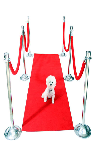 Голливудский красный ковёр. Джоли, собака породы бишон Фриз, отдыхает на своем красном карпете HOLLYWOOD, в то время как она ждет своего Папараззи, чтобы сфотографироваться после премьеры ее последнего фильма. Кинозвезда. Звезда собаки. Всемирно известный. Отпразднуй. Весело. Happy Dog. 