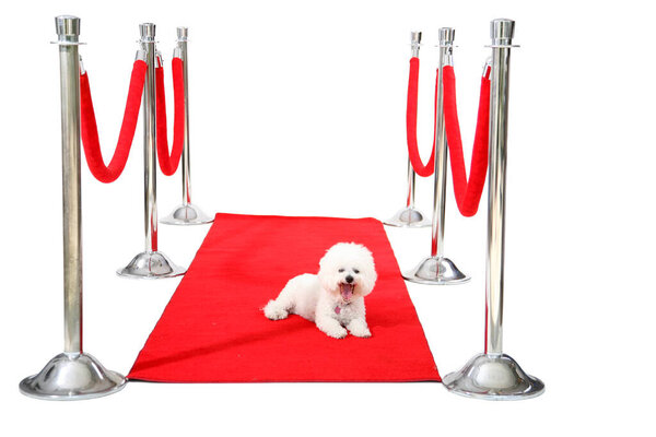 Голливудский красный ковёр. Джоли, собака породы бишон Фриз, отдыхает на своем красном карпете HOLLYWOOD, в то время как она ждет своего Папараззи, чтобы сфотографироваться после премьеры ее последнего фильма. Кинозвезда. Звезда собаки. Всемирно известный. Отпразднуй. Весело. Happy Dog. 