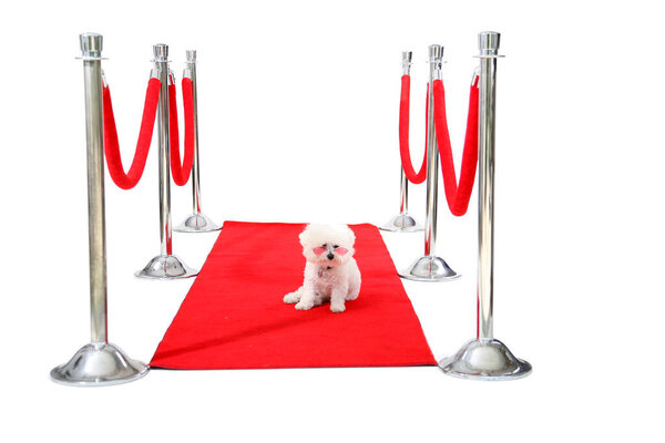 Голливудский красный ковёр. Джоли, собака породы бишон Фриз, отдыхает на своем красном карпете HOLLYWOOD, в то время как она ждет своего Папараззи, чтобы сфотографироваться после премьеры ее последнего фильма. Кинозвезда. Звезда собаки. Всемирно известный. Отпразднуй. Весело. Happy Dog. 