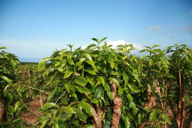 Kahve tarlası. Maui, Hawaii 'deki kahve çiftliği. Kahve, Rubiaceae familyasından bir bitki cinsidir. Kahve türleri tropikal, güney Afrika ve Asya 'ya özgü çalılar veya küçük ağaçlardır. Tohumlar içecek ve ürün üretir.. 