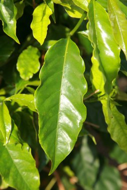 Kahve tarlası. Maui, Hawaii 'deki kahve çiftliği. Kahve, Rubiaceae familyasından bir bitki cinsidir. Kahve türleri tropikal, güney Afrika ve Asya 'ya özgü çalılar veya küçük ağaçlardır. Tohumlar içecek ve ürün üretir.. 