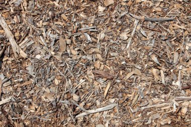 Geçmişi ve dokuları. Yaratıcı projeler için fon. Sarı-yeşil otların doğal arka planı. Yerde odun parçaları var. Dışarıda bir bahçede odun kırıntıları. Rastgele arkaplan kalıpları.