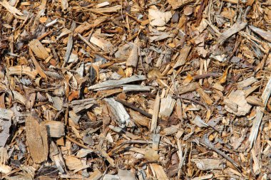 Geçmişi ve dokuları. Yaratıcı projeler için fon. Sarı-yeşil otların doğal arka planı. Yerde odun parçaları var. Dışarıda bir bahçede odun kırıntıları. Rastgele arkaplan kalıpları.