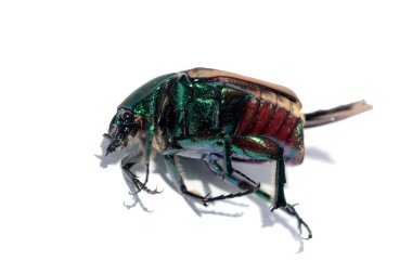 Böcek böceği. Yeşil Böcek Böceği. Cetonia Aurata. Beyazda izole edilmiş. Mısır böceği böceği. Böcek böcekleri Cetoniinae alt familyasındandır. Renk ve şablon olarak çok değişken. Böcekler. 